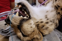Powikłane złamanie kła u geparda - Staż w Phoenix, Arizona (USA)