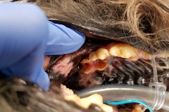 Zmiany próchnicowe w obrębie zębów trzonowych