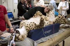 Gepard znieczulony ogólnie do leczenia kanałowego kła - Staż w Phoenix, Arizona (USA)